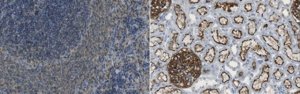 Anti-Podoplanin Antibody, clone PMab-2 