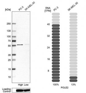 Anti-POLE2 antibody produced in rabbit 