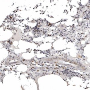 Anti-POLE2 antibody produced in rabbit 