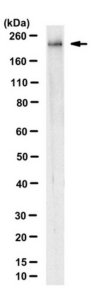 Anti-POLR2A Antibody, clone 1F5 