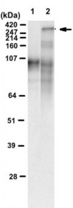 Anti-polyQ specific Antibody, clone MW1 