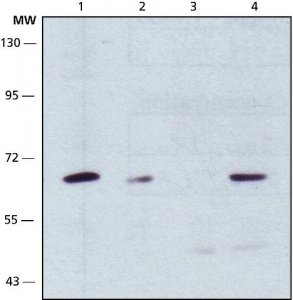 Anti-POT1 antibody produced in rabbit 