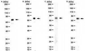 Anti-POT1 Antibody, clone 43B7 