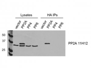 Anti-PP2AC alpha/beta Antibody, clone 11H12 