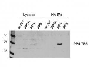 Anti-PP4C Antibody, clone 7B5 