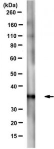 Anti-PP6C Antibody, clone 7G7 