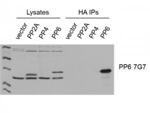 Anti-PP6C Antibody, clone 7G7 