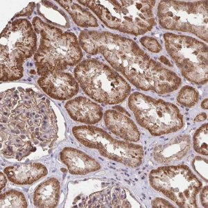 Anti-PPP1CA antibody produced in rabbit 