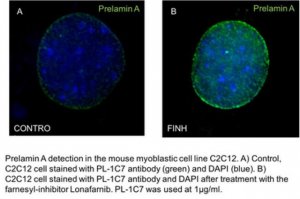 Anti-prelamin A Antibody, clone PL-1C7 