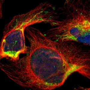 Anti-PRELID1 antibody produced in rabbit 