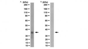 Anti-Prion Protein Antibody, clone POM1 