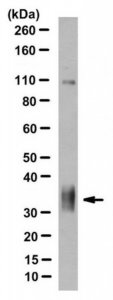 Anti-Prion Protein Antibody, clone POM2 