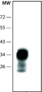 Anti-Prion Protein antibody, Mouse monoclonal 