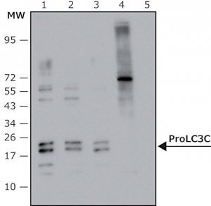 Anti-Pro LC3C antibody, Mouse monoclonal 
