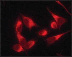 Anti-Protein Disulfide Isomerase (DL-11) antibody produced in rabbit 