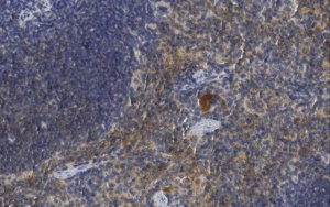 Anti-Protein-tyrosine phosphatase eta (CD148) Antibody, clone 8A-1 