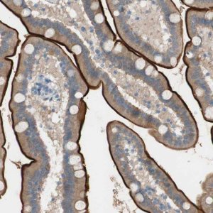 Anti-PRRG4 antibody produced in rabbit 
