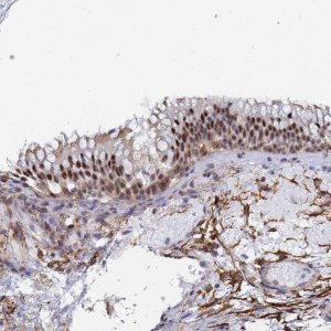 Anti-PRRT4 antibody produced in rabbit 