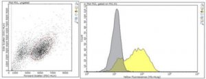 Anti-PTK7 Antibody, clone 31G9 