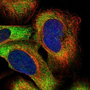 Anti-PUM2 antibody produced in rabbit 