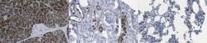 Anti-R-Spondin 2 Antibody, clone 14C7.1 