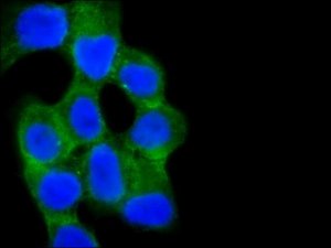 Anti-Rab13 (C-terminal) antibody produced in rabbit 