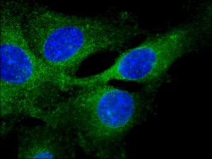 Anti-Rab13 (C-terminal) antibody produced in rabbit 