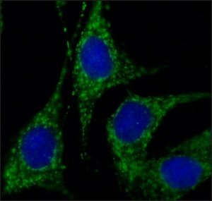 Anti-Rab18 (C-terminal) antibody produced in rabbit 