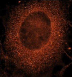 Anti-Rab21 (C-terminal) antibody produced in rabbit 