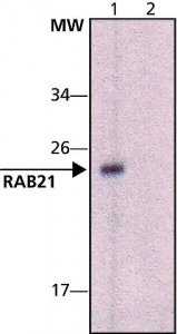 Anti-Rab21 (C-terminal) antibody produced in rabbit 