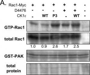 Anti-Rac1 Antibody, clone 23A8 