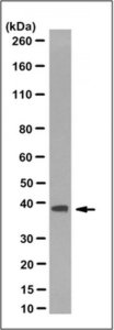 Anti-Rad51 Antibody, clone 3C10 