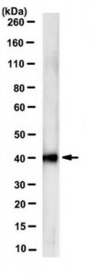 Anti-Rae1 Antibody, clone 14G7.1 