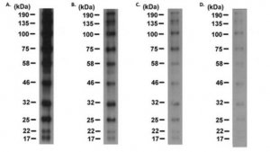 Anti-RAINBOW Antibody, HRP conjugated 