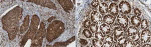 Anti-RAMP1 Antibody, clone 4F8.1 
