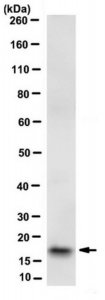 Anti-RAMP1 Antibody, clone 4F8.1 