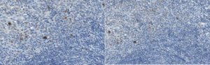 Anti-RANKL Antibody, clone 6A12.1 