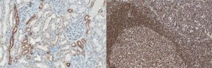 Anti-RecQ1 Antibody, clone 5A12.1 