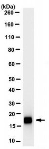 Anti-REG3A Antibody, clone 8B11.1 