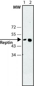 Anti-Reptin antibody, Mouse monoclonal 