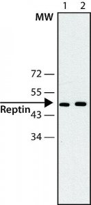 Anti-Reptin antibody, Mouse monoclonal 