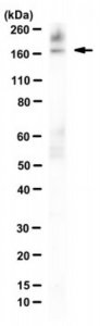 Anti-REST Antibody, clone 12C11 