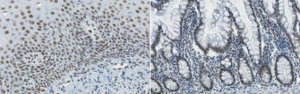 Anti-REST Antibody, clone 2D9.1 