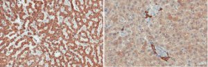 Anti-Retinal Dehydrogenase 1/ALDH1A1 Antibody, clone 16B4.2 
