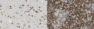 Anti-RGS2 Antibody, clone 9D9.1 