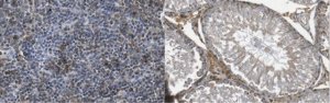 Anti-RGS2 Antibody, clone 9D9.1 