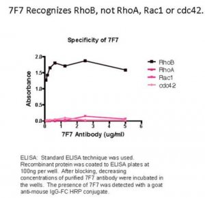Anti-RhoB Antibody, clone 7F7 