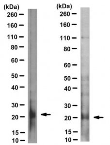 Anti-RhoB Antibody, clone 7F7 