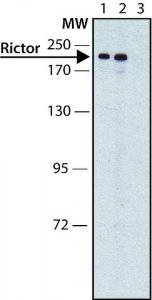 Anti-Rictor antibody produced in rabbit 
