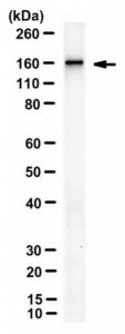 Anti-RIP140 Antibody, clone 6D7 